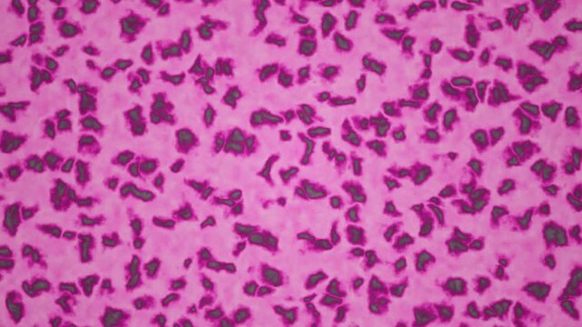 A seamless loop of microscopic bacteria on a vibrant pink background