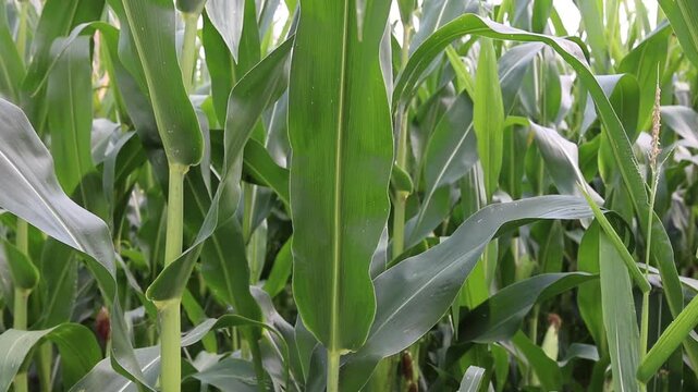 Detail of fresh green maize plants growing in a corn field on a sunny summer day with fertile agricultural farmland