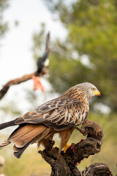Red kite (Milvus milvus) photographed in Spain
