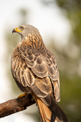 Fototapeta premium Red kite (Milvus milvus) photographed in Spain