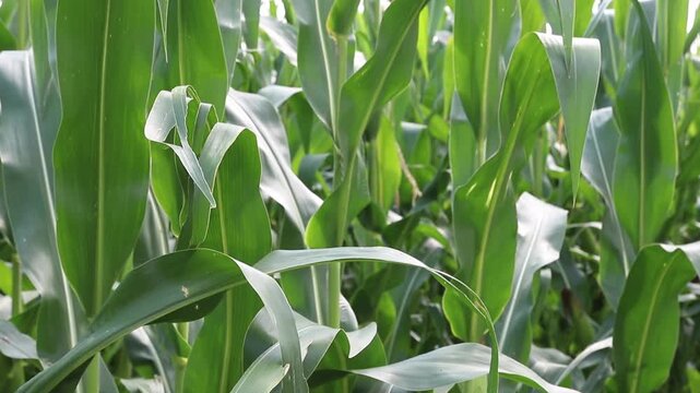 Detail of fresh green maize plants growing in a corn field on a sunny summer day with fertile agricultural farmland