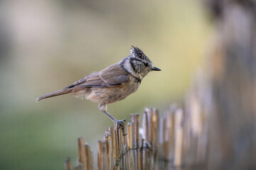 Crested tit (Lophophanes cristatus) photographed in Spain © AngelEnrique