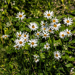 Obraz premium Meadow Daisies