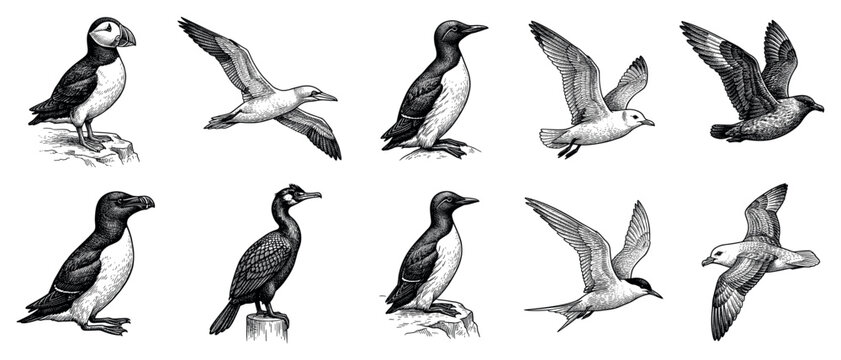 Seabird icons set. Marine wildlife and ornithology concept. Includes puffin, gannet, guillemot, skua, razorbill, cormorant, tern, fulmar. Engraving style