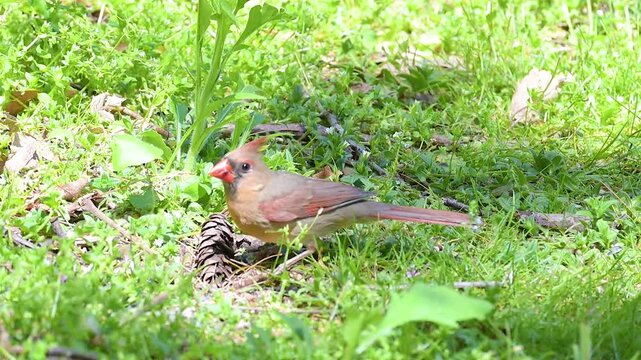 Female Northern cardinal, Cardinalis cardinalis, bird foraging on the ground with a brief visit from a Tufted Titmouse