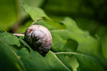 Snail's Retreat © Gerhard Hafner