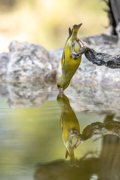 European Greenfinch (Chloris chloris) photographed in Spain