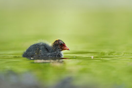 A baby Eurasian coot (Fulica atra) swims in the water . Portrait of a black water bird.