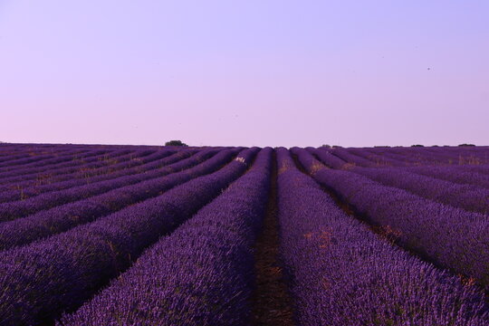 Lavender field photographed in Spain