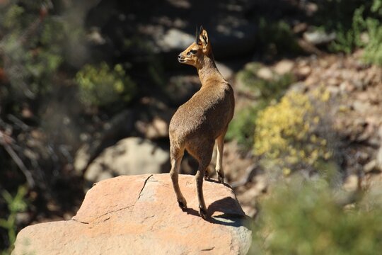 Klipspringer 