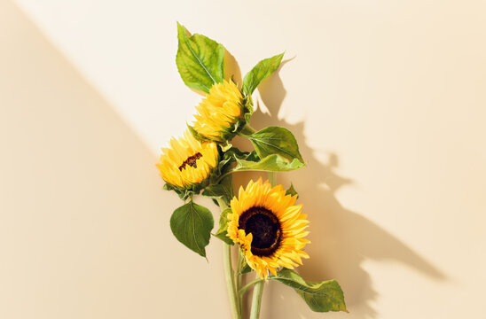 sunflower on a yellow background