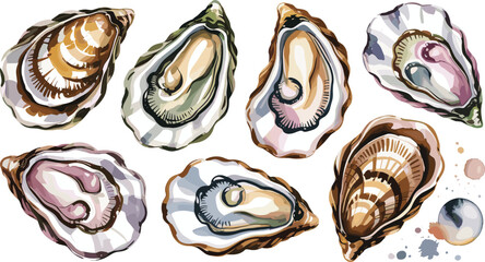 Oyster shells flat vector illustration. Detailed open mollusk bivalves display natural pearlescent textures alongside a small ocean pearl element. © ALINA