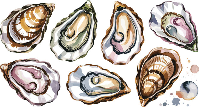 Oyster shells flat vector illustration. Detailed open mollusk bivalves display natural pearlescent textures alongside a small ocean pearl element.