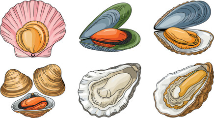 Seafood shells flat vector illustration set. Scallop, mussel, clam, and oyster delicacies with edible meat display a fresh marine culinary collection. © ALINA