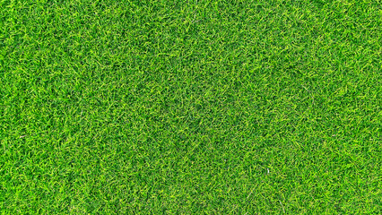 Fototapeta premium Vibrant Green Grass Texture Background