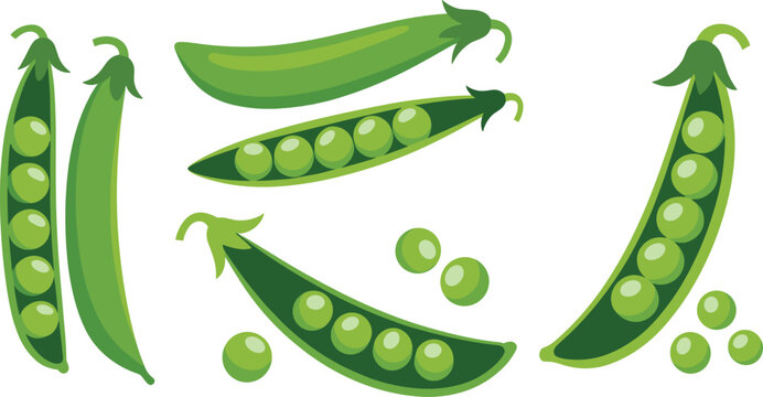 Green peas flat vector illustration collection. Closed pods, open shells filled with round seeds, and scattered single legumes showcase a fresh harvest.
