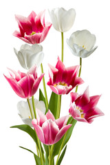 Obraz premium Colorful tulips and white flowers arranged in a bunch on a plain background isolated on transparent background, PNG file