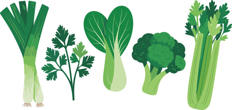 Green vegetables flat vector illustration collection. Leek, parsley, bok choy, broccoli, and celery stalks showcase a healthy raw superfood ingredient assortment.