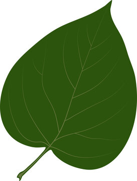 A simple heart-shaped leaf. Syringa, the lilac.