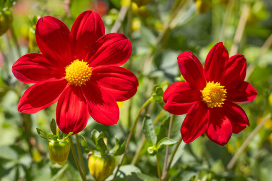 Red flowers bloom in a garden during daytime in spring