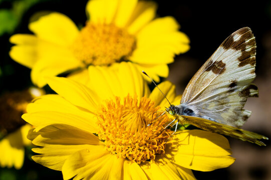 Butterfly resting on bright yellow flowers in a garden during daytime
