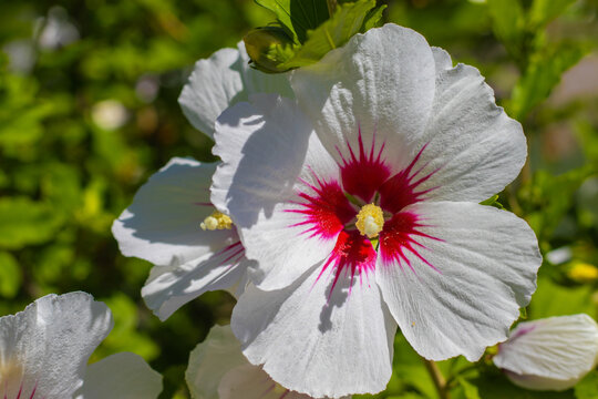 White hibiscus flower with pink center details in a garden during daytime