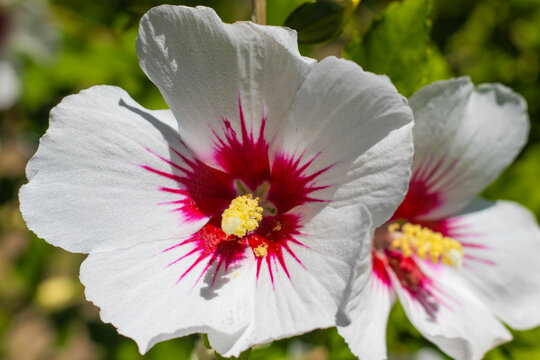 Close view of white hibiscus flowers with red markings in a garden during daytime