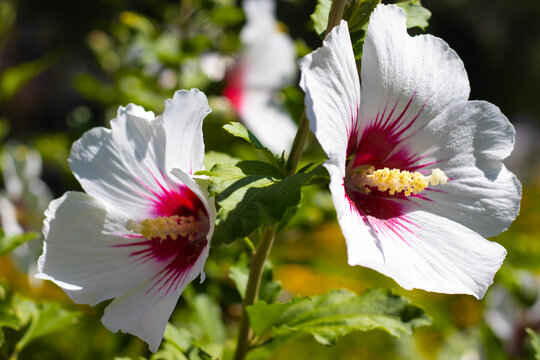 Beautiful hibiscus flowers bloom in a garden during the daytime near a sunny park