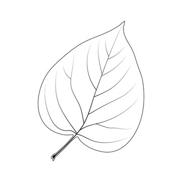 A simple heart-shaped leaf. Syringa.