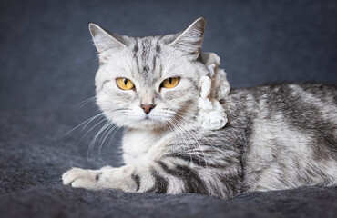 Relaxed tabby cat lying on a dark surface, calm pet scene, domestic feline moment, soft animal comfort, indoor relaxation © ketrin