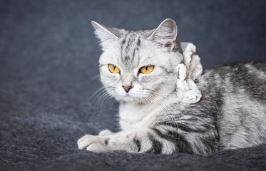 Relaxed tabby cat lying on a dark surface, calm pet scene, domestic feline moment, soft animal comfort, indoor relaxation © ketrin