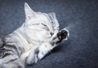 Tabby cat stretching on a dark surface, dynamic feline moment, natural animal behavior, soft animal grace, indoor scene © ketrin