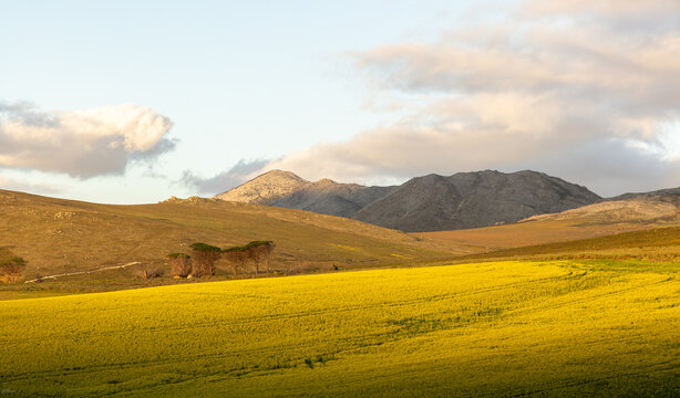 fields of canola at sunset, Stanford, South Africa