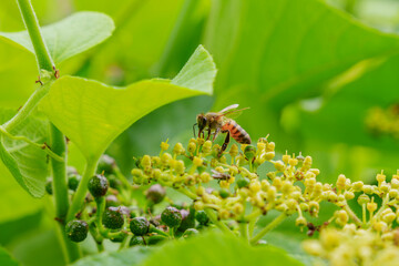 Honey bee collecting nectar, pollinating green plants © Jordan