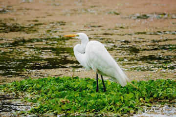 Obraz premium Great egret standing on green foliage in wetland