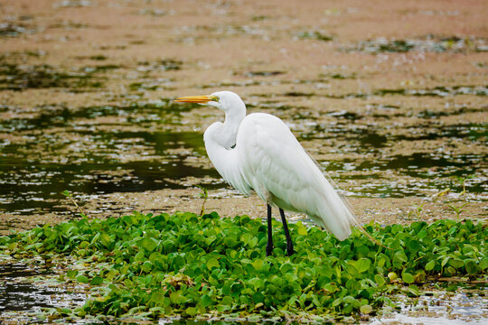Great egret standing on green foliage in wetland