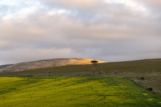rolling fields at sunset, Stanford, South Africa