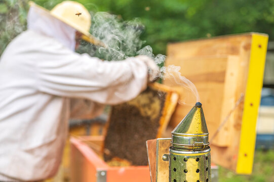 Beekeeper using bee smoker with thick smoke and working on hive frame