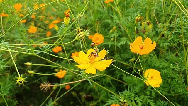 Honey bee pollinating yellow cosmos flower in bloom, nature footage with spring garden background