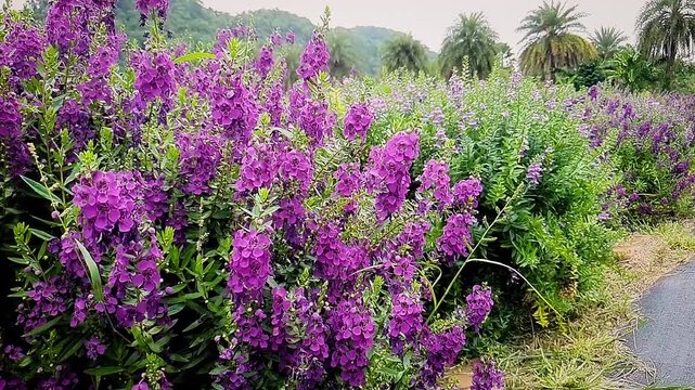 Blooming purple flower field with tropical palm trees and mountain landscape, scenic nature background