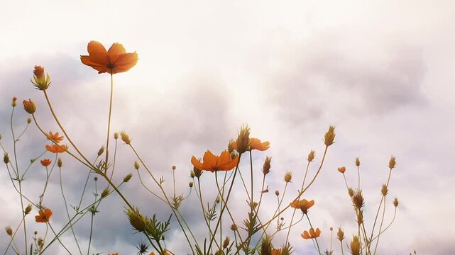 Orange cosmos wildflowers swaying under dramatic sunlight, low angle spring nature background footage.