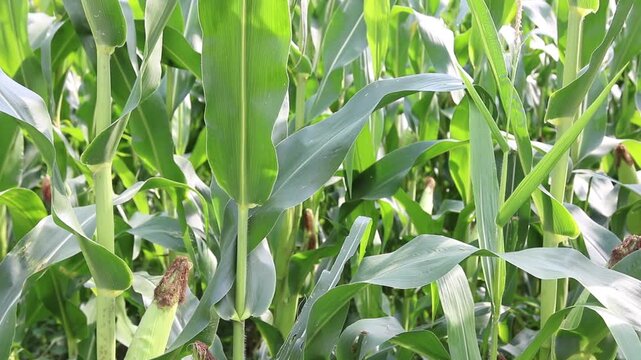 Detail of fresh green maize plants growing in a corn field on a sunny summer day with fertile agricultural farmland