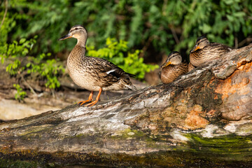 Fototapeta premium small wild ducklings sitting on a branch