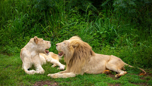 A close-up of a lion and lioness against a backdrop of green grass. A majestic pair of African lions rest and observe the jungle. These mighty African wild animals are in their natural habitat.
