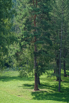 Beautiful summer landscape featuring a large pine tree casting shadows on a bright green meadow. Ideal for illustrating outdoor recreation and peaceful woodland scenery. Photo