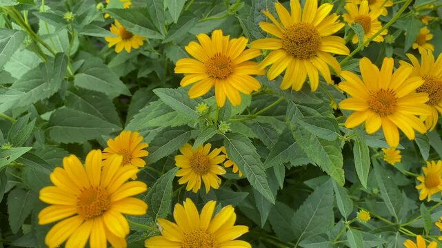 Yellow false sunflowers growing amongst green foliage bringing brightness and natural beauty to an outdoor environment.