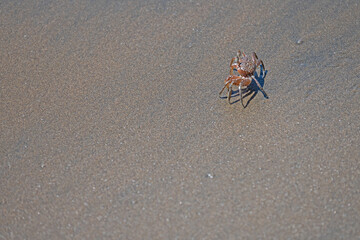 small crab at a beach in Panama © Diana