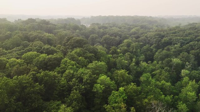 Aerial landscape of dense wildfire haze spreading across a green forest in the USA, illustrating smoke pollution, climate change, environmental risk, and wildfire season.