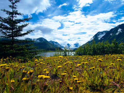 Yellow flower field with a mountain background 