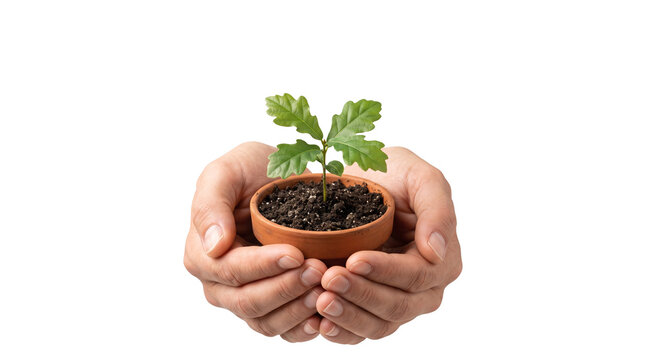 Young oak tree seedling in small terracotta pot held by cupped hands, green plant sprout in fertile soil, environmental conservation and growth concept isolated PNG with Transparent Background